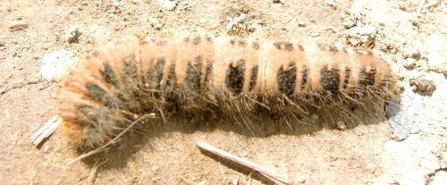Lemonia taraxaci